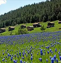 Kastamonu'da Yaz Sıcağından Kaçmak İsteyenlerin Rotası