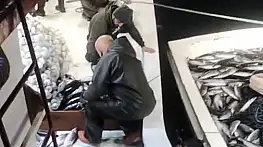5 bin palamut tekneye sığmadı, yardıma başka tekne geldi