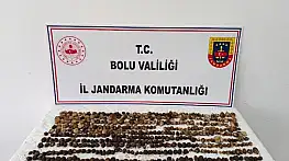Bolu'da yabani salep toplayan 3 kişiye rekor ceza: 2 milyon 97 bin TL