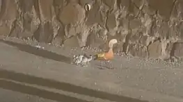 Selden Etkilenen Ördekler Koruma Altına Alındı