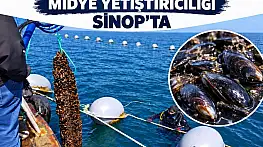 Sinop'ta 9 ayda 182 ton midye hasadı