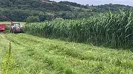 Sinop'ta maralfalfa üretiminde ilk hasat yapıldı