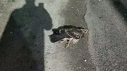 Sinop'ta yaralı bulunan doğan tedavi altına alındı