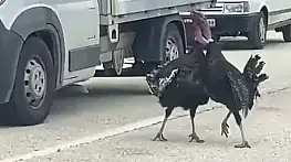 Yol Ortasındaki Hindi Kavgası Trafiği Durdurdu