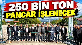 250 Bin Ton Pancar İşlenecek