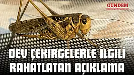 Dev Çekirgelerle İlgili Rahatlatan Açıklama