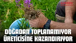 Doğadan Toplanamıyor, Üreticisine Kazandırıyor