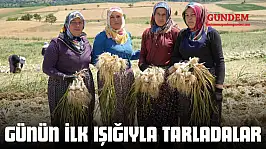 Günün İlk Işığıyla Tarladalar