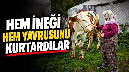 Hem İneği, Hem Yavrusunu Kurtardılar