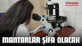 Kastamonu'da Yetişen Mantarlar Şifa Olacak