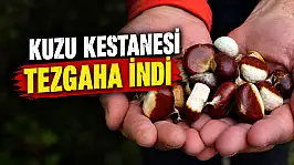 Kastamonu'da Kuzu Kestanesi Tezgaha İndi