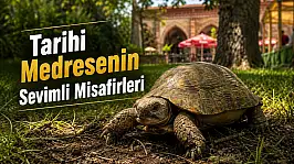 Münire Medresesi'nin Sevimli Sakinleri İlgi Odağı