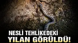 Nesli Tehlikedeki Yılan Görüldü