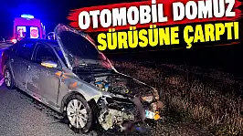 Otomobil Domuz Sürüsüne Çarptı