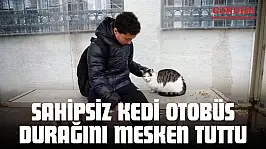 Sahipsiz Kedi Otobüs Durağını Mesken Tuttu