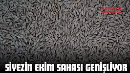 Siyezin Ekim Sahası Genişliyor