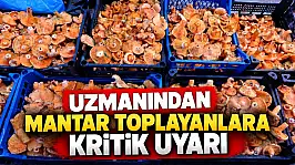 Uzmanından Mantar Toplayanlara Kritik Uyarı