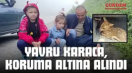 Yaralı Halde Bulunan Yavru Karaca, Koruma Altına Alındı