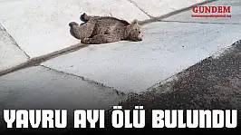 Yavru Ayı Ölü Bulundu