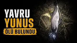 Yavru Yunus Ölü Bulundu