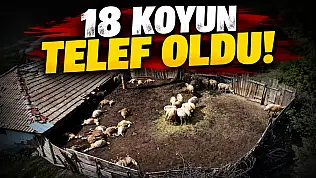18 Koyun Telef Oldu!