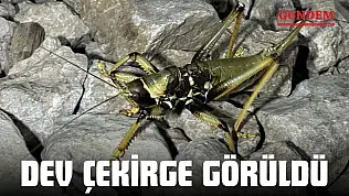 İnebolu'da Dev Çekirge Görüldü