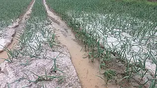 Kastamonu'da Dolu Yağışı Etkili Oldu