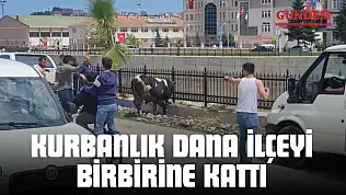 Kurbanlık Dana İlçeyi Birbirine Kattı