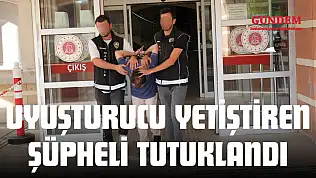 Uyuşturucu Yetiştiren Şüpheli Tutuklandı