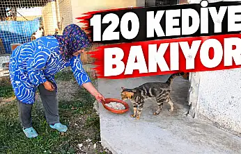 120 Kediye Bakıyor