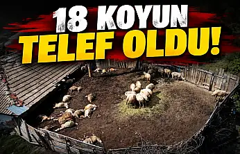 18 Koyun Telef Oldu!