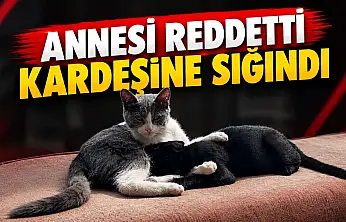 Annesi Reddetti, Kardeşine Sığındı
