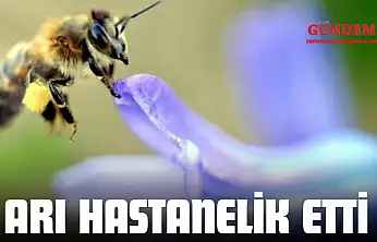 Arı Hastanelik Etti