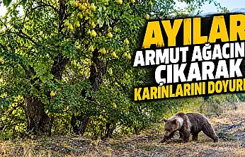 Ayılar Armut Ağacına Çıkarak Karınlarını Doyurdu