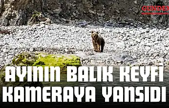 Ayının Balık Keyfi Kameraya Yansıdı