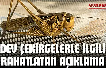 Dev Çekirgelerle İlgili Rahatlatan Açıklama