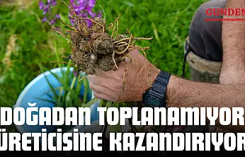 Doğadan Toplanamıyor, Üreticisine Kazandırıyor