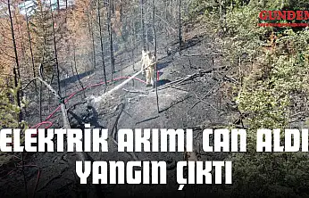 Elektrik Akımı Can Aldı, Orman Alevlere Teslim Oldu