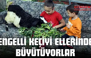 Engelli Keçiyi Ellerinde Büyütüyorlar
