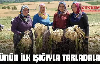 Günün İlk Işığıyla Tarladalar