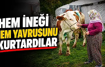 Hem İneği, Hem Yavrusunu Kurtardılar