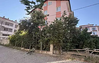 Ihlamur Ağacından Düşen Emekli Öğretmen Yaralandı