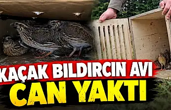 Kaçak Bıldırcın Avı Can Yaktı!