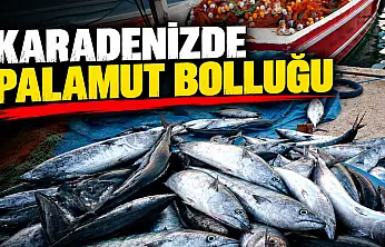 Karadenizde Palamut Bolluğu