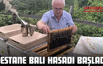 Kestane Balı Hasadı Başladı