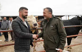 850 Kilogramlık Tosun 340 Bin Liraya Alıcı Buldu