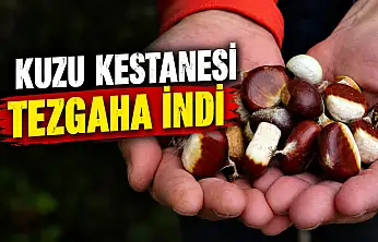 Kastamonu'da Kuzu Kestanesi Tezgaha İndi