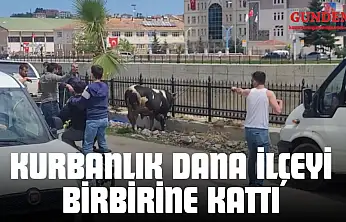 Kurbanlık Dana İlçeyi Birbirine Kattı