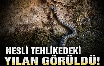 Nesli Tehlikedeki Yılan Görüldü