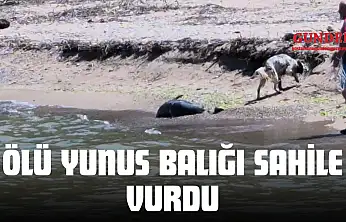 Ölü Yunus Balığı Sahile Vurdu